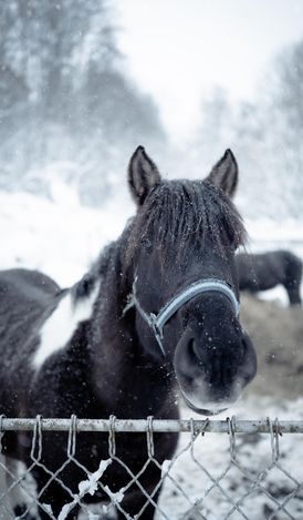 A black-and-white horse behind a fence in the snow