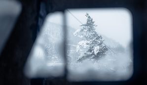 A frosted tree seen through a car window