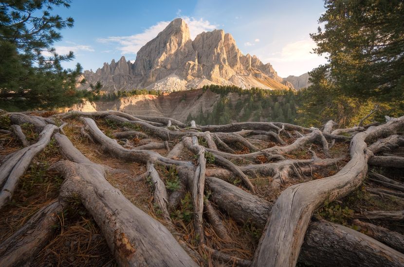 Twisted tree roots below jagged mountain peaks