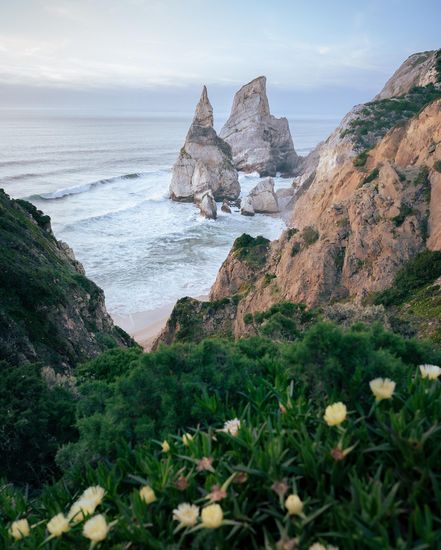 Sea stacks off a rocky coast, with wildflowers