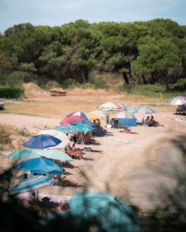 Colourful umbrellas on a beach under pine trees